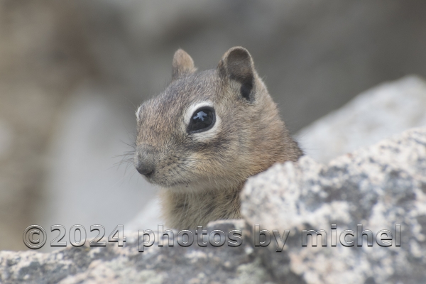 WILDLIFE PHOTOS